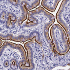 Immunohistochemical staining of human duodenum shows strong positivity in apical membranes in glandular cells.