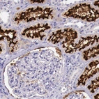 Immunohistochemical staining of human kidney shows strong positivity in apical membrane in cells in tubules.