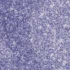 Immunohistochemical staining of human tonsil shows no positivity in lymphoid cells as expected.