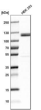 Anti-UBA1 Antibody