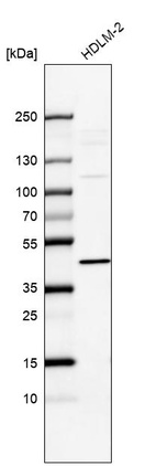 Anti-IL13RA1 Antibody