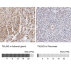 Anti-TXLNG Antibody