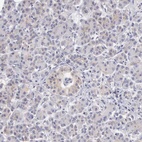 Anti-TXLNG Antibody