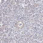 Immunohistochemical staining of human pancreas shows low expression as expected.