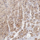 Immunohistochemical staining of human adrenal gland shows high expression.
