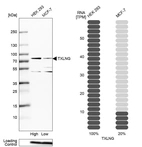 Western blot analysis in human cell lines HEK293 and MCF-7 using Anti-TXLNG antibody. Corresponding TXLNG RNA-seq data are presented for the same cell lines. Loading control: Anti-PFN1.