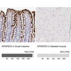 Anti-XPNPEP2 Antibody