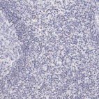 Immunohistochemical staining of human lymph node shows no positivity in non-germinal center cells as expected.