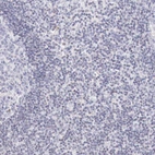 Immunohistochemical staining of human lymph node shows no positivity in non-germinal center cells as expected.