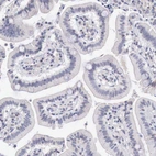 Immunohistochemical staining of human duodenum shows no positivity in glandular cells as expected.
