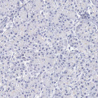 Anti-TRIM13 Antibody