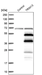 Western blot analysis in control (vector only transfected HEK293T lysate) and TRIM13 over-expression lysate (Co-expressed with a C-terminal myc-DDK tag (~3.1 kDa) in mammalian HEK293T cells, LY403907).