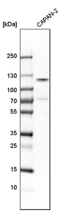 Western blot analysis in human cell line CAPAN-2.