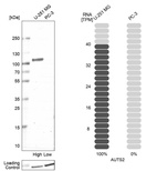 Western blot analysis in human cell lines U-251MG and PC-3 using Anti-AUTS2 antibody. Corresponding AUTS2 RNA-seq data are presented for the same cell lines. Loading control: Anti-HDAC1.