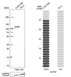 Western blot analysis in human cell lines U-251MG and PC-3 using Anti-AUTS2 antibody. Corresponding AUTS2 RNA-seq data are presented for the same cell lines. Loading control: Anti-HDAC1.