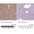 Anti-SYN1 Antibody