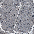 Immunohistochemical staining of human pancreas shows low expression as expected.
