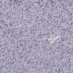 Immunohistochemical staining of human pancreas shows no positivity in exocrine glandular cells as expected.