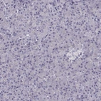 Immunohistochemical staining of human pancreas shows no positivity in exocrine glandular cells as expected.