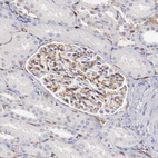 Immunohistochemical staining of human kidney shows moderate cytoplasmic positivity in cells in glomeruli.