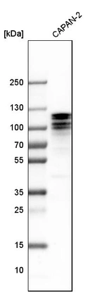 Western blot analysis in human cell line CAPAN-2.