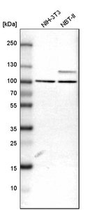 Western blot analysis in mouse cell line NIH-3T3 and rat cell line NBT-II.