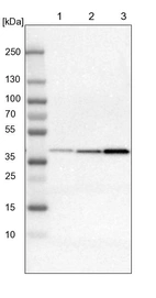 Lane 1: NIH-3T3 cell lysate (Mouse embryonic fibroblast cells)_br/_Lane 2: NBT-II cell lysate (Rat Wistar bladder tumour cells)_br/_Lane 3: PC12 cell lysate (Pheochromocytoma of rat adrenal medulla)