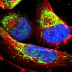 Immunofluorescent staining of human cell line U-251 MG shows localization to nucleoplasm & mitochondria.