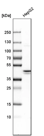 Western blot analysis in human cell line HepG2.