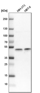 Anti-IKBKG Antibody