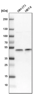 Western blot analysis in mouse cell line NIH-3T3 and rat cell line NBT-II.