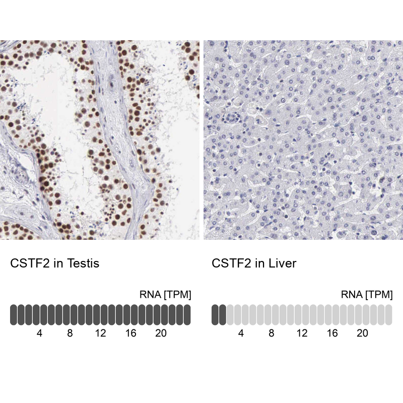 Anti-CSTF2 Antibody