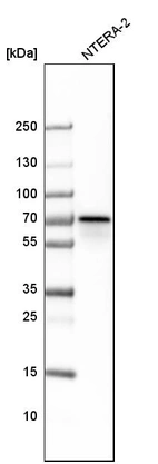 Western blot analysis in human cell line NTERA-2.