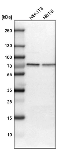 Western blot analysis in mouse cell line NIH-3T3 and rat cell line NBT-II.