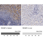 Anti-RENBP Antibody