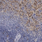 Immunohistochemical staining of human spleen shows high expression.