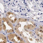 Immunohistochemical staining of human kidney using Anti-RENBP antibody HPA000428.