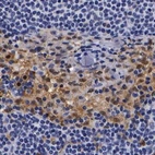 Immunohistochemical staining of human lymph node using Anti-RENBP antibody HPA000428.
