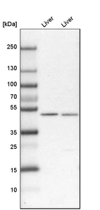 Western blot analysis in mouse liver tissue and rat liver tissue.
