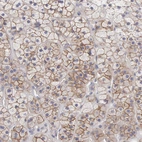 Immunohistochemical staining of human adrenal gland shows moderate membranous positivity in glandular cells.