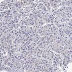 Anti-SLITRK4 Antibody