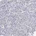 Immunohistochemical staining of human pancreas shows no membranous positivity in exocrine glandular cells as expected.