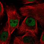 Immunofluorescent staining of human cell line U-251 MG shows localization to nucleoplasm.