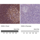 Anti-PTPRC Antibody