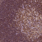 Immunohistochemical staining of human tonsil shows high expression.