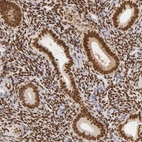 Immunohistochemical staining of human endometrium shows strong nuclear positivity in glandular cells.