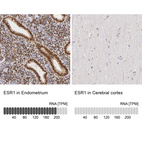 Anti-ESR1 Antibody