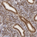 Immunohistochemical staining of human endometrium shows strong nuclear positivity in glandular cells.