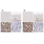 Immunohistochemical staining of human cerebral cortex, cervix, uterine, endometrium and gastrointestinal using Anti-ESR1 antibody HPA000450 (A) shows similar protein distribution across tissues to independent antibody HPA000449 (B).