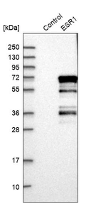 Western blot analysis in control (vector only transfected HEK293T lysate) and ESR1 over-expression lysate (Co-expressed with a C-terminal myc-DDK tag (~3.1 kDa) in mammalian HEK293T cells, LY400046).